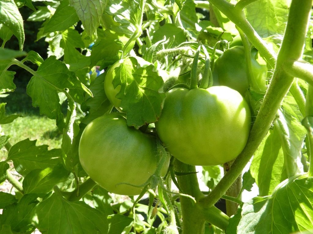 The planted gardens on the grounds